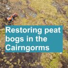 Restoring peat bogs in the Cairngorms